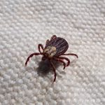 mite, tick, paparra, parasite, ixodes, suck the blood, mite, tick, tick, tick, tick, tick