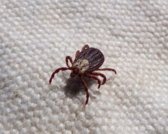 mite, tick, paparra, parasite, ixodes, suck the blood, mite, tick, tick, tick, tick, tick