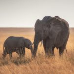 elephants standing on dried grass