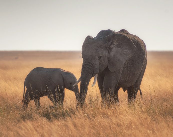 elephants standing on dried grass