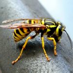 a close up of a bee