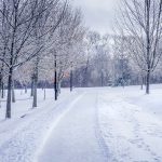 snow covered road between bare trees under cloudy sky during daytime