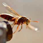 brown fly close-up photography