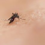 a close up of a mosquito on a human's skin