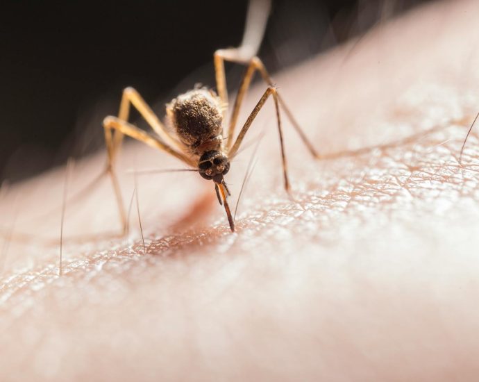 Macro shot capturing a mosquito piercing skin with its proboscis, highlighting its role as a pest.