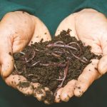 brown dried leaves on persons hand
