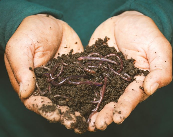 brown dried leaves on persons hand