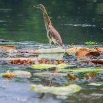 a bird standing on top of a pile of trash in a river