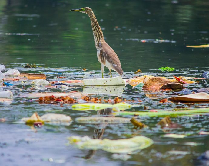 a bird standing on top of a pile of trash in a river