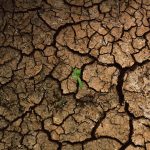 a plant sprouts out of the cracks of a dry, cracked surface