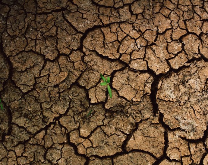 a plant sprouts out of the cracks of a dry, cracked surface