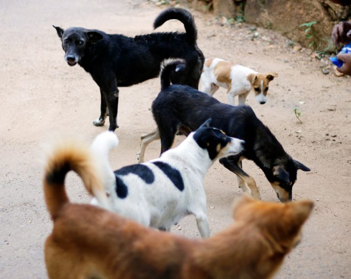black and white short coated dogs