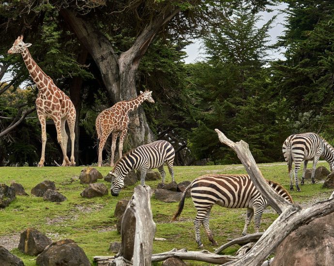 two giraffe and three zebra on green grass field under trees at daytime