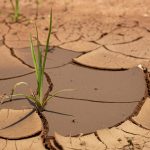 a plant sprouts out of the mud in the desert