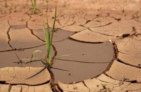 a plant sprouts out of the mud in the desert