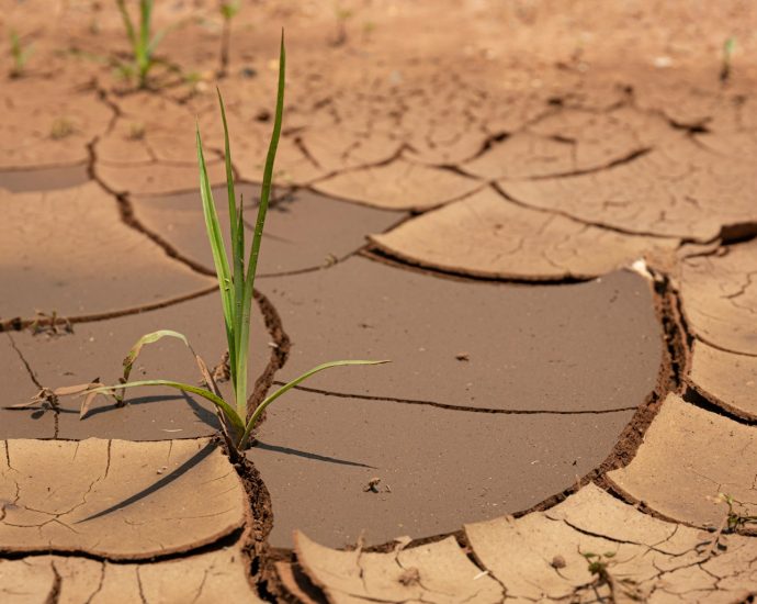 a plant sprouts out of the mud in the desert