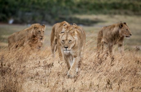 pride of lion walking on dried grass