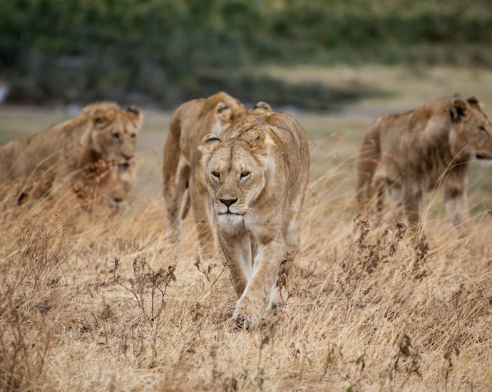 pride of lion walking on dried grass