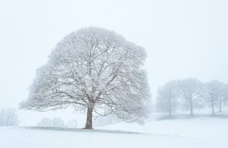 white and brown tree illustation