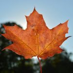 red maple leaf in close up photography