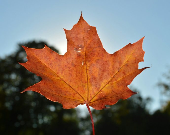 red maple leaf in close up photography