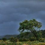 green tree on green grass field under gray sky