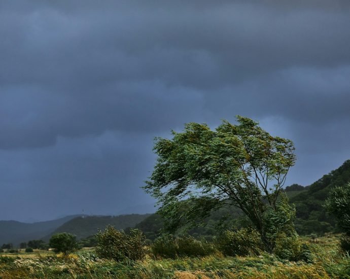 green tree on green grass field under gray sky