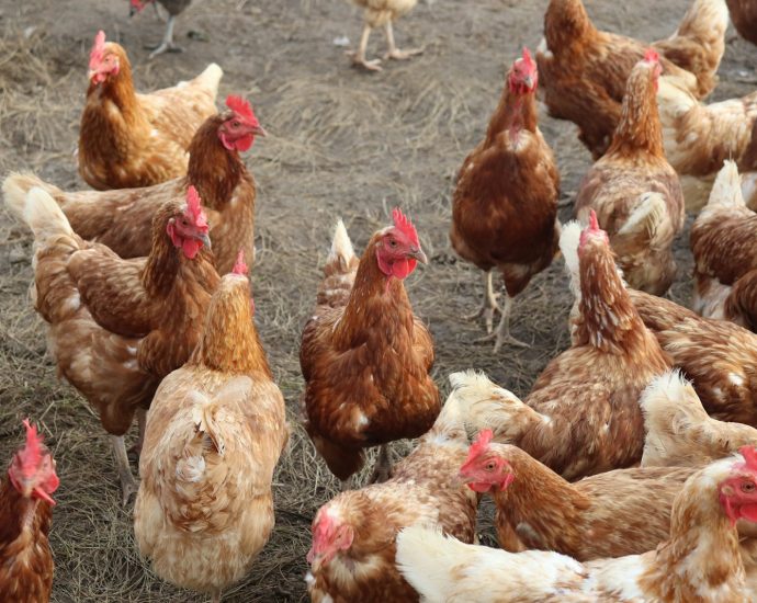 A group of chickens standing around in a field