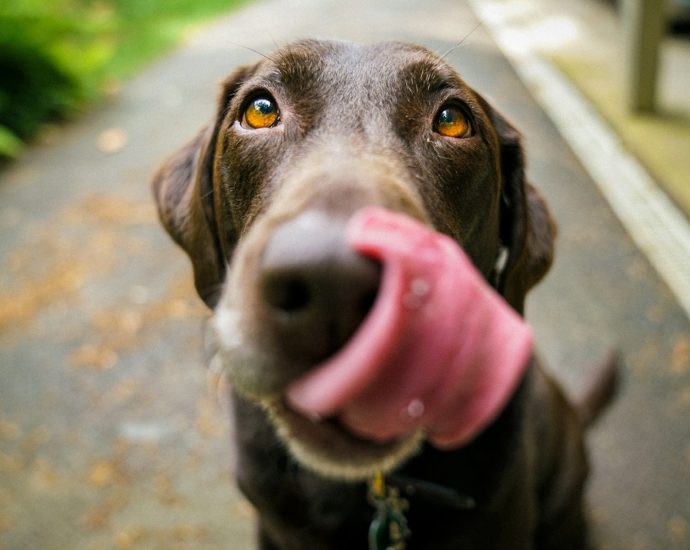 adult chocolate Labrador retriever