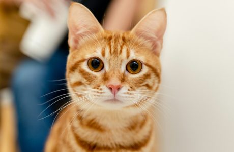 orange tabby cat in blue background