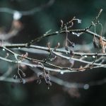 brown and black bird on brown tree branch