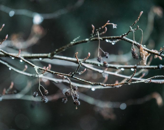 brown and black bird on brown tree branch