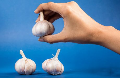 Hand holding garlic over two bulbs on blue
