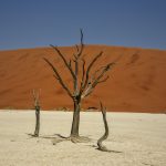 two dead trees in the middle of a desert