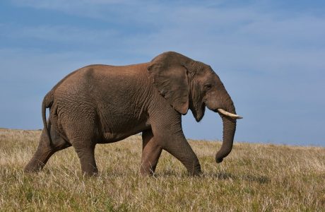 brown elephant on green grass field during daytime