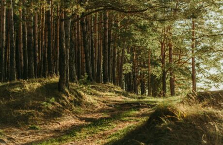 како да ја заштитиме животната средина
