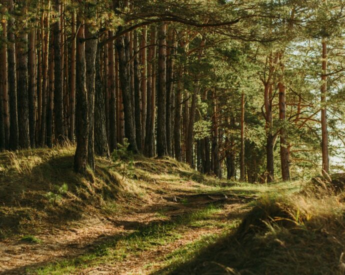 како да ја заштитиме животната средина