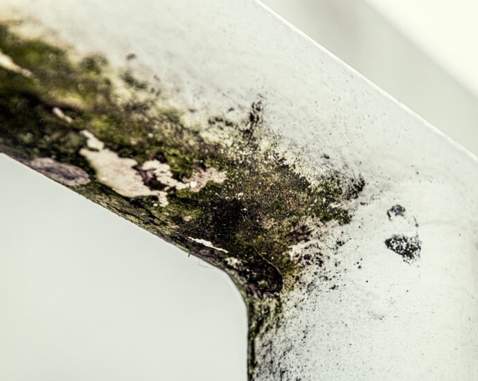 како да се исчисти мувла