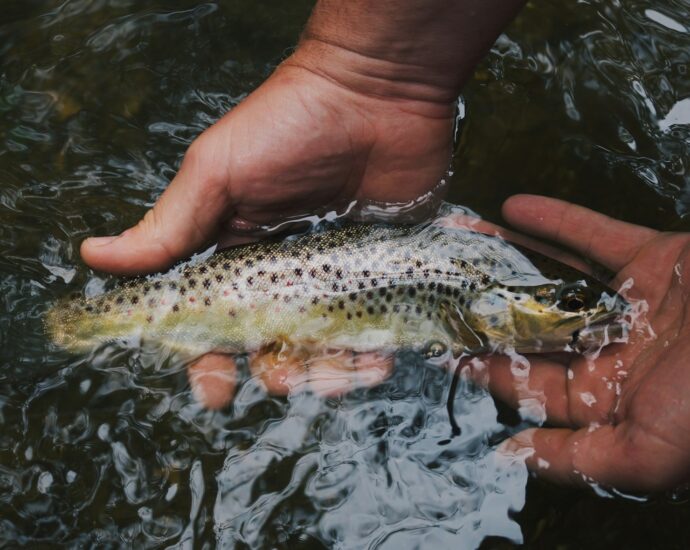 како да ја заштитиме пастрмката