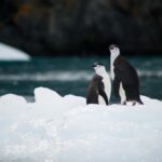 two penguins standing on rice near body of water