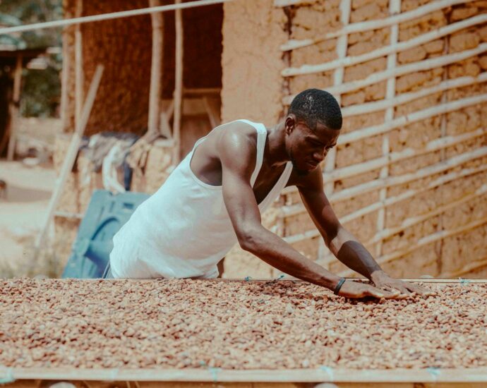 A cocoa farmer in Ghana carefully dries cocoa beans using traditional methods in a rustic setting.