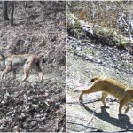 балкански рис