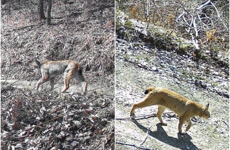 балкански рис