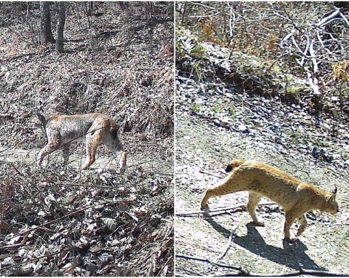 балкански рис