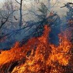 пожар арбанашко