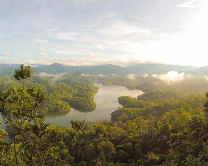 river between trees under blue sky