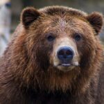 shallow focus photo of brown grizzly bear