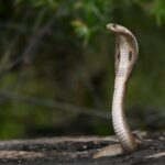 a brown snake on the ground near a tree