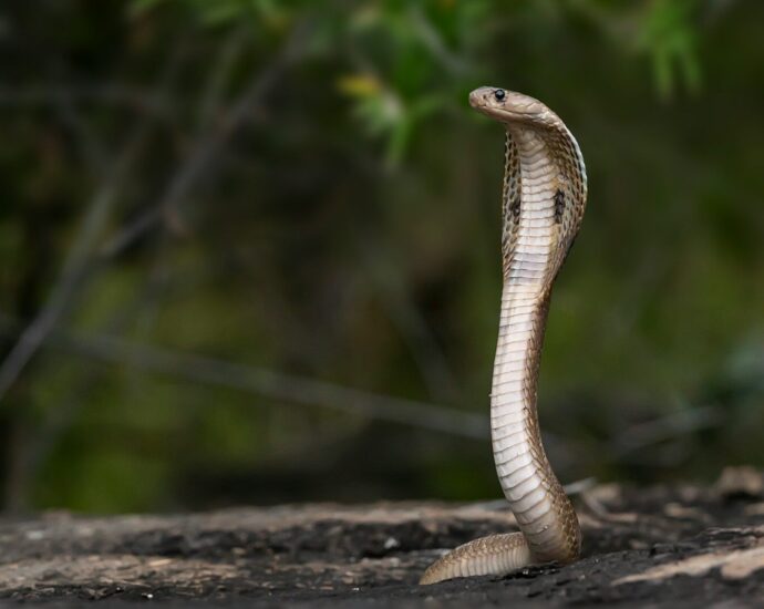a brown snake on the ground near a tree