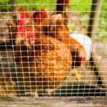 Close-up of chickens behind mesh wire in a livestock cage.
